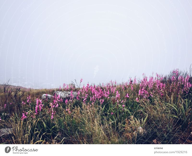 Pink flowers on mountain in dust Trip Adventure Mountain Environment Nature Landscape Plant Clouds Weather Bad weather Storm Wind Gale Fog Rain Flower Grass