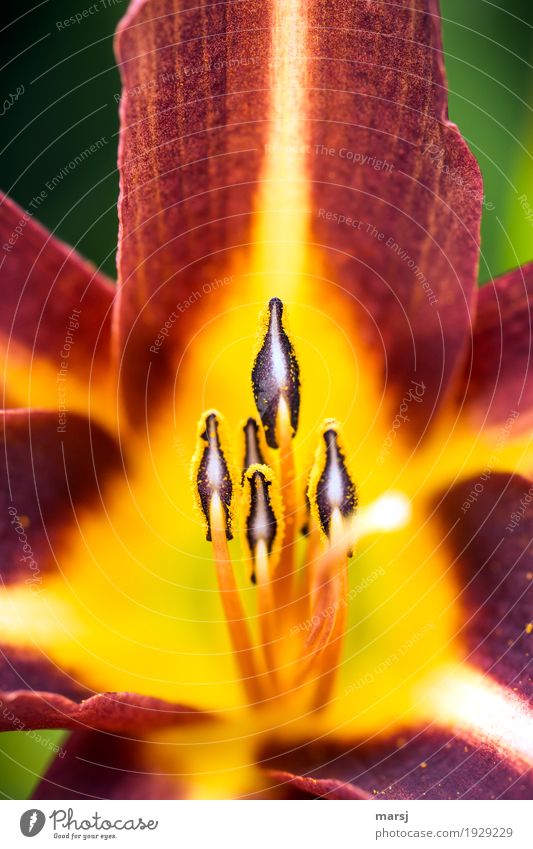 Insect Lab Station Life Plant Blossom Daylily Stamen Blossoming Illuminate Propagation Alluring feeding place Pollen Colour photo Multicoloured Exterior shot