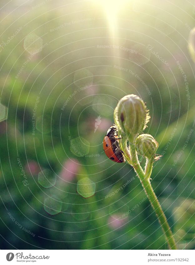All the best is before you Nature Sunrise Sunset Sunlight Spring Summer Beautiful weather Flower Grass Meadow Beetle Ladybird 1 Animal Blossoming Discover
