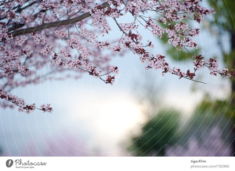 spring day Blossom Tree Branch Pink Blur Background picture Beautiful Nature Flower Spring Day Seasons Holiday season depth Shallow focus Abstract Lamp