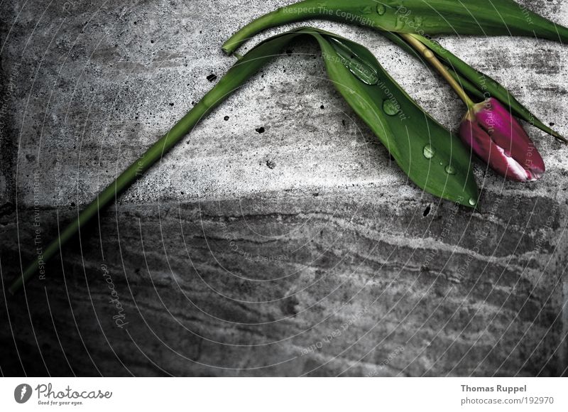 sad tulip Plant Flower Tulip Foliage plant Wall (barrier) Corner Stone Concrete Lie Sadness Sharp-edged Simple Wet Gray Green Violet Pink Emotions Moody Concern