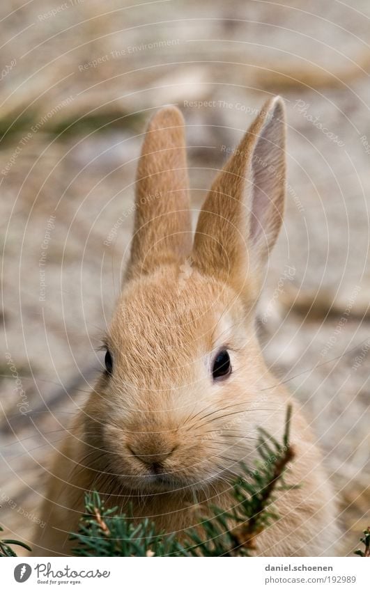 Easter shasha Animal Pet Animal face 1 Baby animal Cuddly Soft Easter Bunny Ear Animal portrait Looking into the camera Hare & Rabbit & Bunny