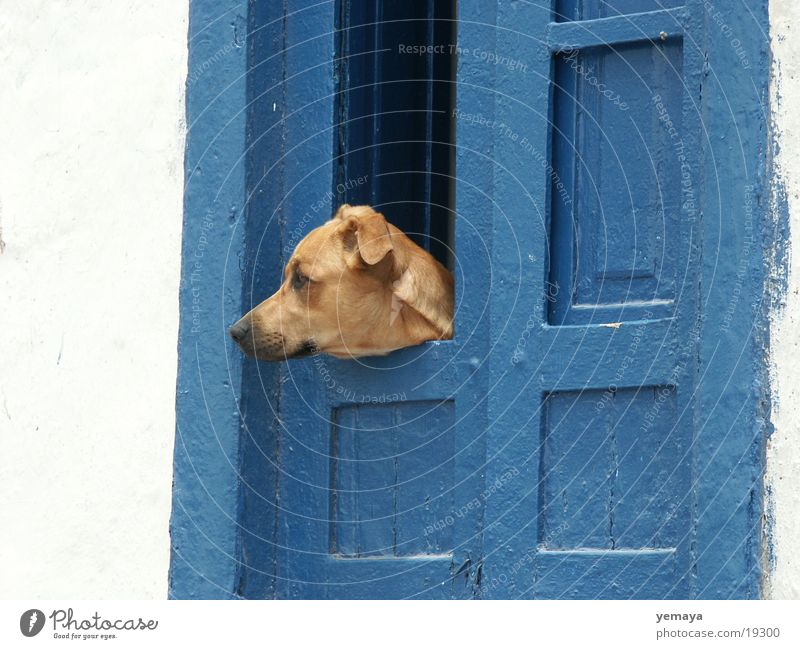 watchdog Dog Tenerife Guard Crossbreed Wall (building) Entrance Door Blue Watchdog