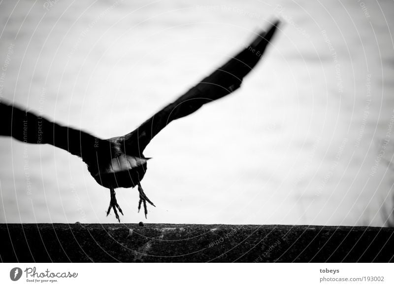departure Flying Raven birds Crow Bird Aviation Hover Depart Claw Feather Animal Wing Escape Black & white photo Exterior shot Close-up Motion blur