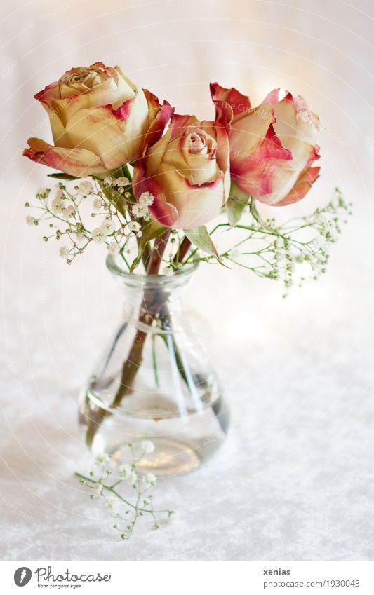 Three roses in glass vase on white tablecloth Bouquet Flower Rose Blossom flower water Baby's-breath Fragrance Bright Green Pink Red White Joy 3 Vase Velvet