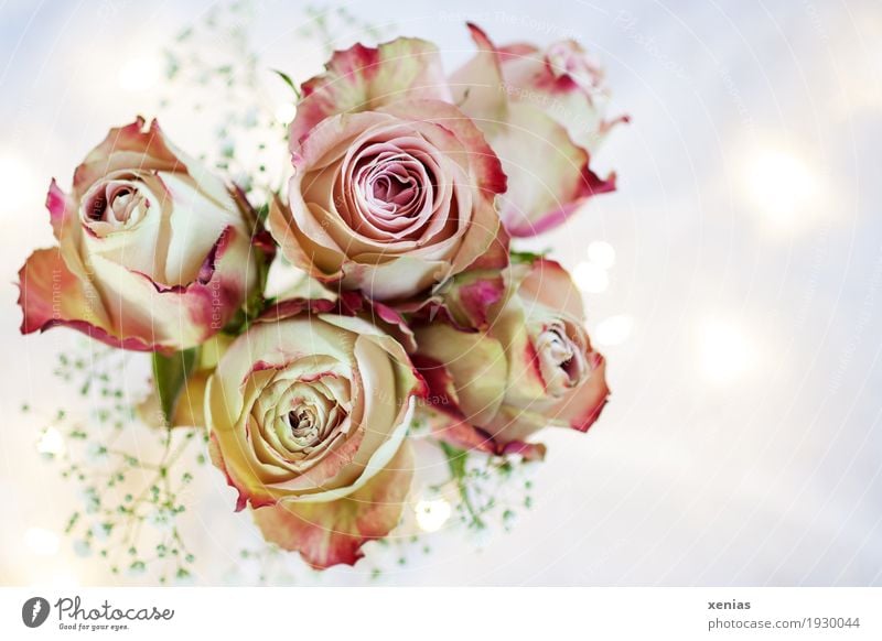 Bouquet of roses from above with light spots in the bright background - a  Royalty Free Stock Photo from Photocase