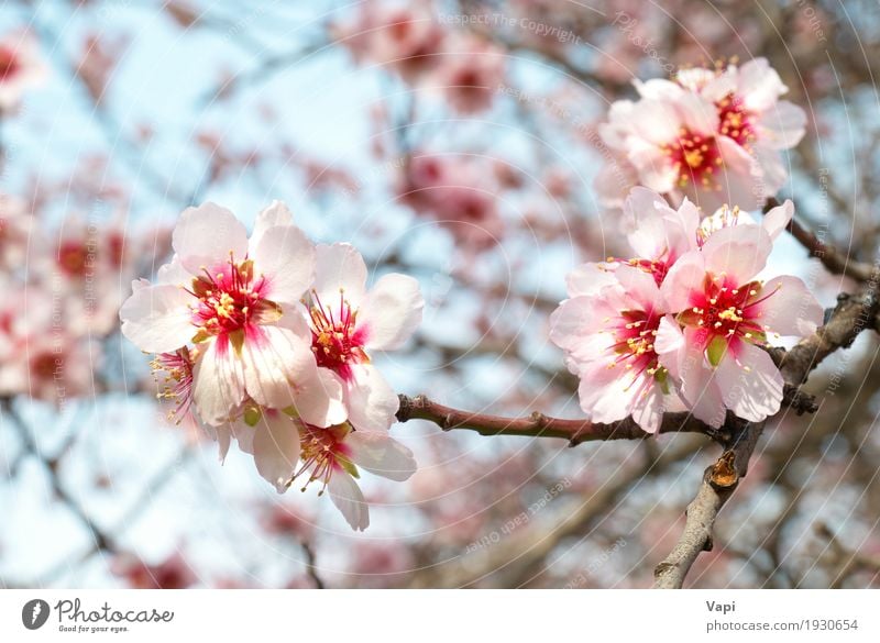The almond tree pink flowers Garden Environment Nature Plant Sky Spring Tree Flower Leaf Blossom Foliage plant Park Fresh Bright Natural New Soft Blue Yellow