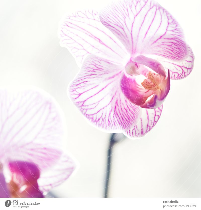 orchid pretty Life Harmonious Well-being Contentment Senses Relaxation Calm Fragrance Cure Spa Orchid Esthetic Elegant Uniqueness Cold Pure Style Interior shot