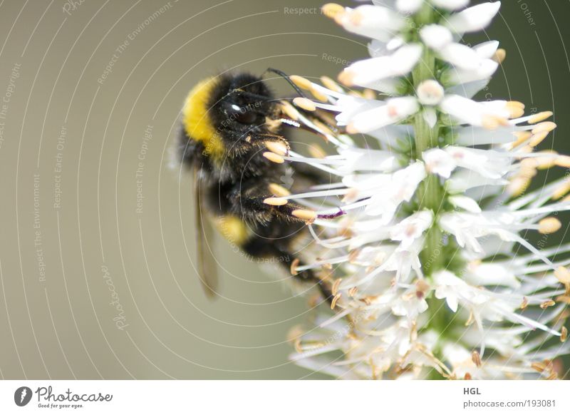 Bumblebee on a flower Animal Flower Bumble bee 1 Nature Environment Colour photo Exterior shot Macro (Extreme close-up) Day Sunlight Shallow depth of field