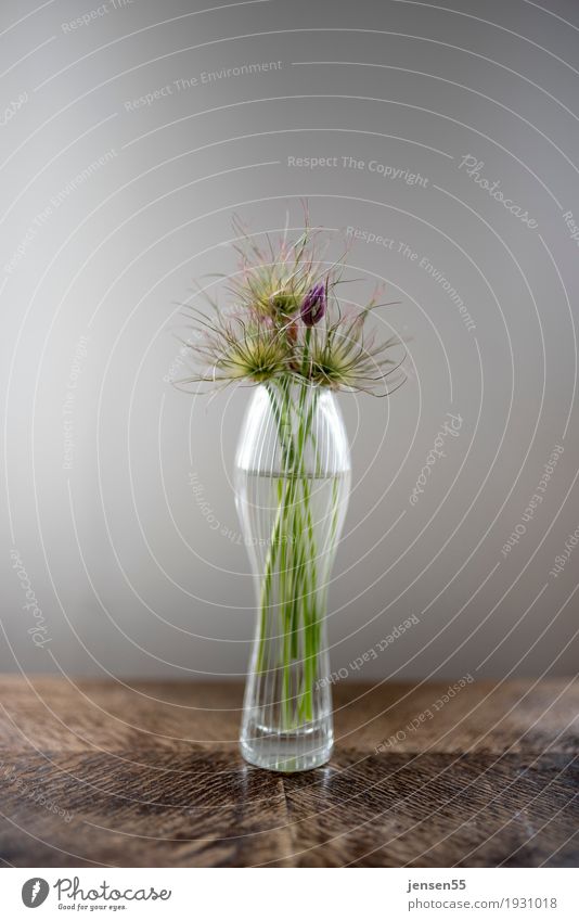 chives Design Vase Plant Flower Blossom Blossoming Green Colour photo Studio shot Close-up Deserted Copy Space top