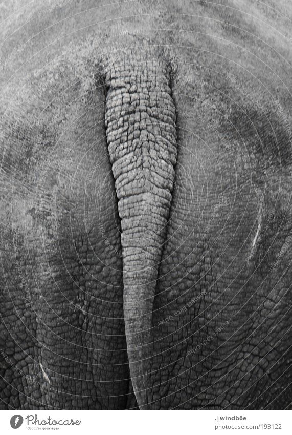 Rhino from behind Animal Wild animal Zoo Rhinoceros Old Fragrance Wait Firm Gigantic Large Uniqueness Muscular Strong Gray Black Love of animals Elegant Climate