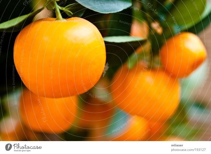 mandarins Fruit Tangerine Delicious Many Yellow Green Stalk Colour photo Exterior shot Close-up Detail Deserted Day Blur Shallow depth of field