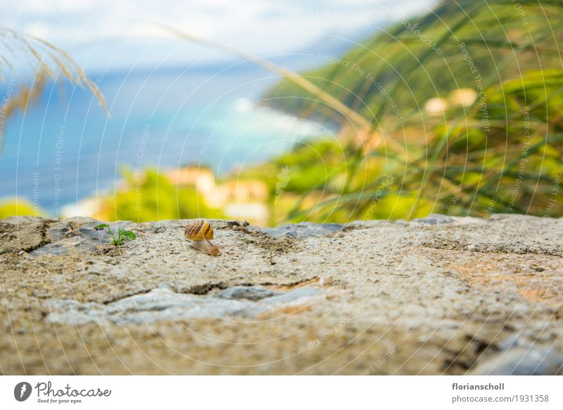 Snail on the rock, Serra de Tramuntana, Palma de Majorca Relaxation Calm Meditation Freedom Summer Sun Nature Landscape Plant Animal Vacation & Travel Hiking