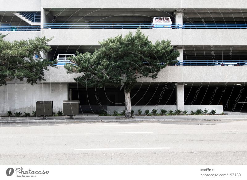 Park it, son! Beautiful weather Tree Tampa Florida USA Town Deserted Train station Airport Parking garage Transport Road traffic Motoring Car Colour photo
