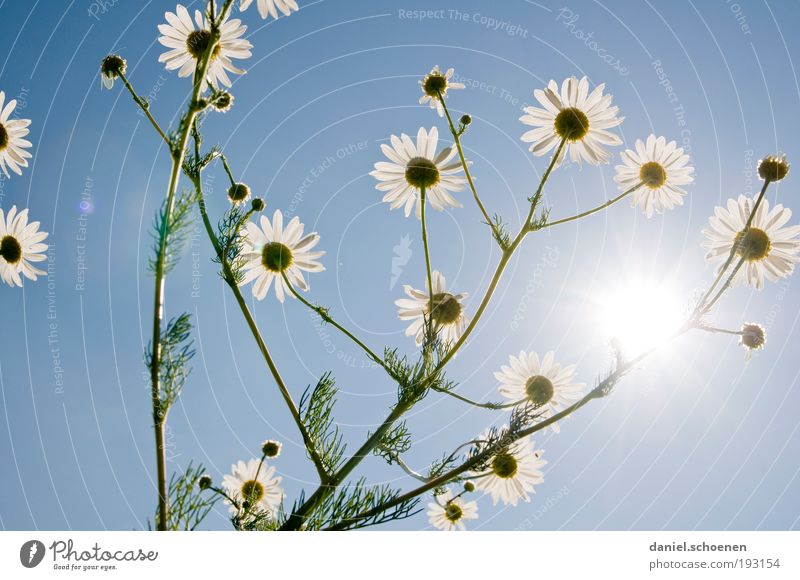 Amrum_4 Plant Sky Cloudless sky Weather Beautiful weather Leaf Blossom Blue White Day Sunlight Sunbeam Back-light