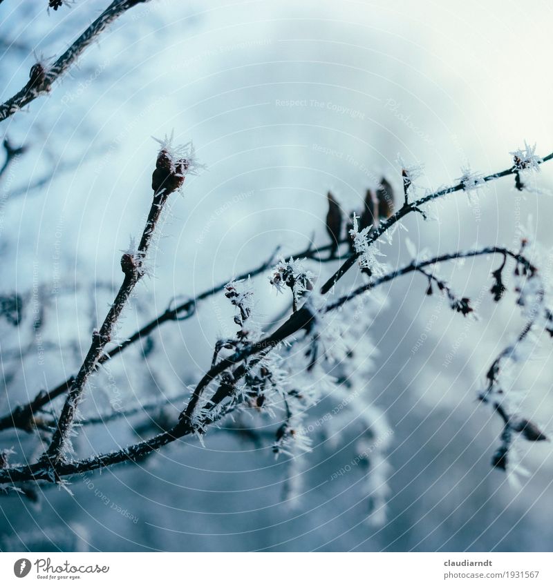 hoarfrost plant Environment Nature Plant Winter Ice Frost Flower Bushes Twig Cold Point Blue White Thorn Ice crystal Fragile Transience Faded Bud Hoar frost
