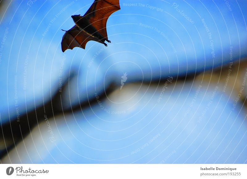 flying fox Animal Wild animal Wing Bat 1 Flying Blue Brown Flexible Freedom Serene Colour photo Exterior shot Day Blur
