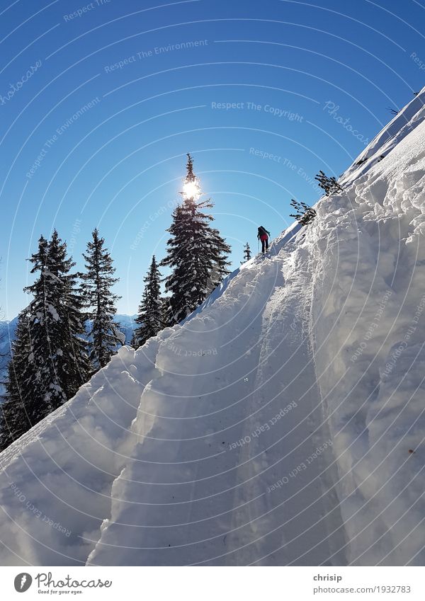on track Leisure and hobbies Ski tour Adventure Freedom Sun Winter Snow Nature Landscape Sky Cloudless sky Sunlight Beautiful weather Tree Relaxation Sports
