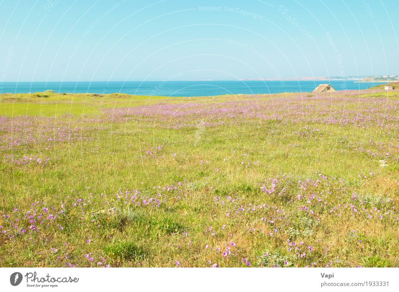 Green grass on the field with flowers Summer Environment Nature Landscape Plant Water Sky Cloudless sky Horizon Sunlight Spring Beautiful weather Flower Grass