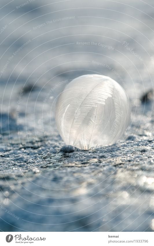 bubble art Environment Nature Elements Water Winter Ice Frost Lake Soap bubble Feather Crystal Sphere Exceptional Glittering Cold Blue Frozen Experimental