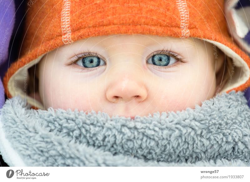 winter child Human being Child Toddler Girl Face 1 1 - 3 years Looking Blue Gray Violet Orange Detail of face Eyes Nose Children's eyes Winter Cold Cap Close-up