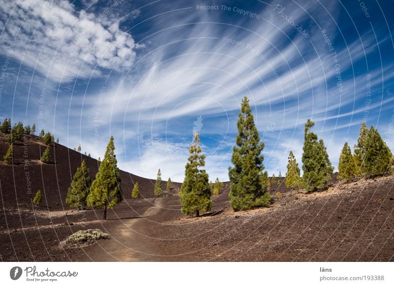 matched Environment Nature Landscape Plant Elements Earth Sky Beautiful weather Tree Pine Mountain Volcano Exceptional Tenerife Volcanic Lanes & trails