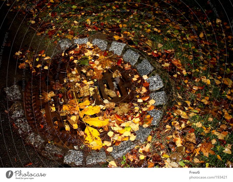 Autumn on the street Leaf Deserted Street Gully Round Under Brown Multicoloured Yellow Colour Transience Change Colour photo Exterior shot Night Flash photo