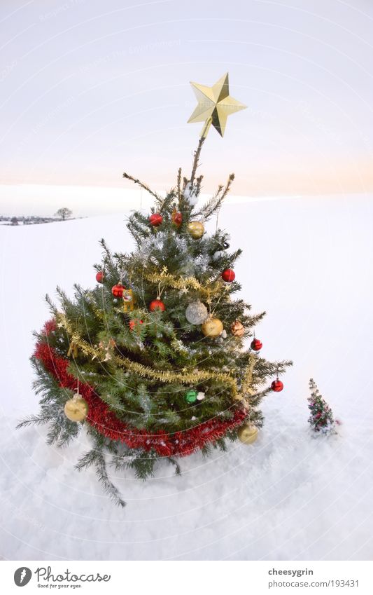 Large Christmas tree and Small Christmas tree Joy Winter Snow Winter vacation Decoration Friendship Sky Stars Tree White field leaning 2 Sunset Tinsel caring