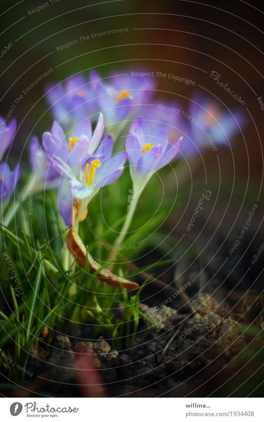 Crocuses in spring Spring flowering plant Violet Delicate Nature Plant
