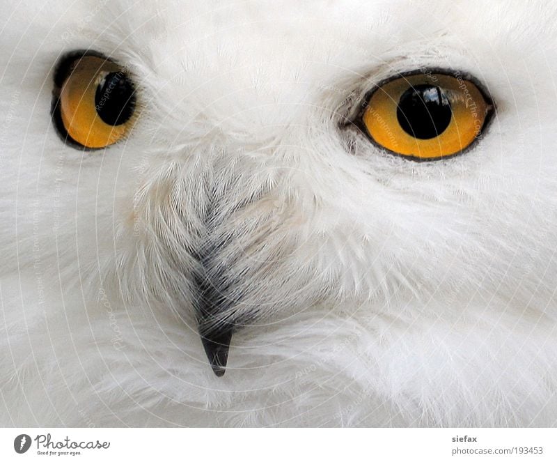 owl's eye Animal face - a Royalty Free Stock Photo from Photocase