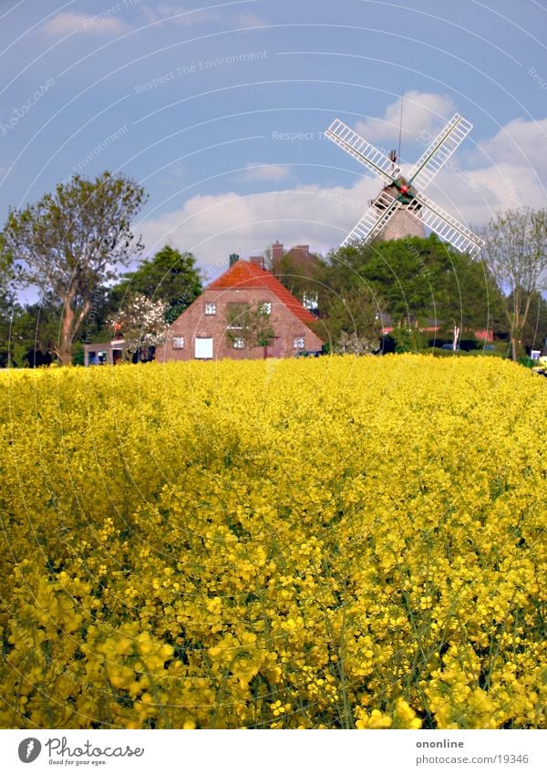 yellow shrinkage Carolinensiel Canola Windmill Farm Coast Yellow Landscape