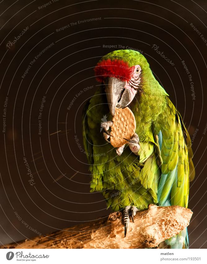 crumb monster Nutrition Bird 1 Animal Wood Exotic Green Red Squander Cookie Colour photo Close-up Deserted Copy Space left Neutral Background Animal portrait