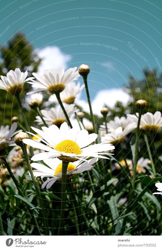 stretch your heads Nature Sky Plant Grass Blossom Park Meadow Blue Yellow Green White Spring Spring flower Marguerite Seasons Bud Leaf Sun Sunbeam Colour photo