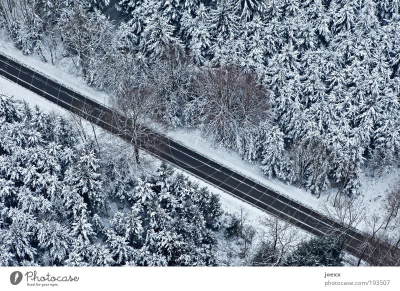 room divider Nature Winter Ice Frost Snow Tree Forest Traffic infrastructure Street Discover Above Under Calm Fear Bird's-eye view Coniferous forest Snowscape
