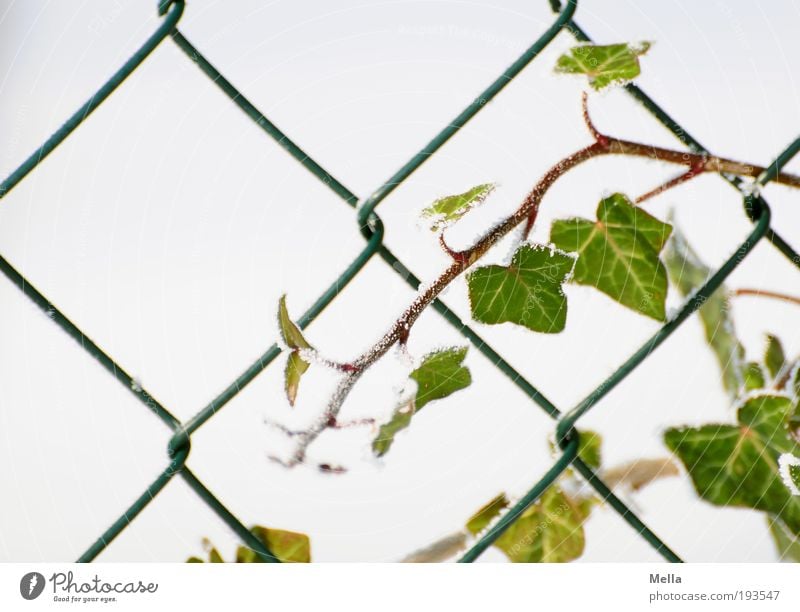assertiveness Environment Nature Plant Winter Ivy Garden Fence Wire netting Growth Cold Rebellious Green White Network vine Tendril Coil Colour photo