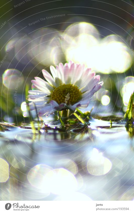 daisies Environment Nature Water Drops of water Sunlight Spring Climate Beautiful weather Plant Flower Park Meadow Fantastic Fresh Glittering Natural Moody