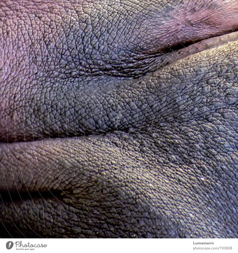 bulwark Animal Wild animal Fat Gray Pink Hippopotamus Hide Wrinkles Structures and shapes Roll of flab skin structure Colour photo Detail Section of image Day