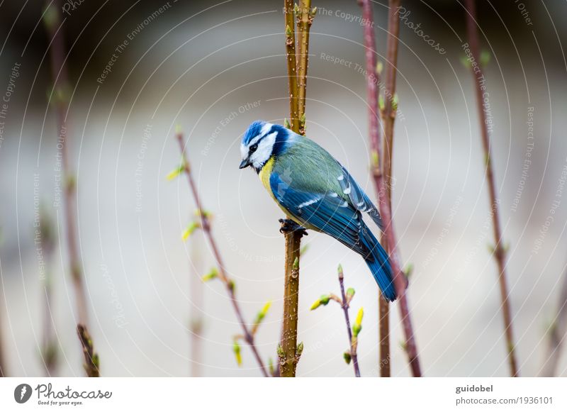 Blue Tit Animal Wild animal Bird Tit mouse Nature Flying Wood Observe To hold on Listening Beautiful Thin Brown Yellow White Freedom Stand Forest Spring Grabber