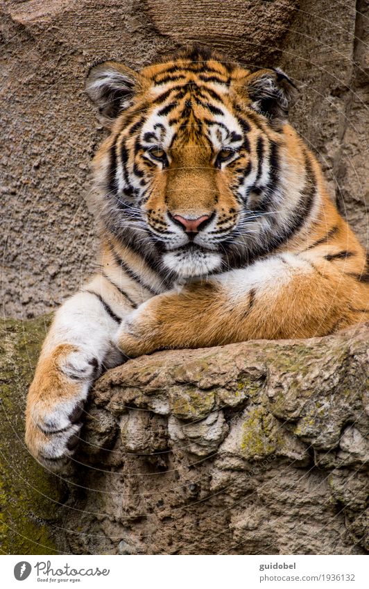 Tiger Look Animal Wild animal Cat Animal face Zoo Stone Rock Sign To enjoy Listening Looking Sit Stand Aggression Athletic Exceptional Famousness Cool (slang)