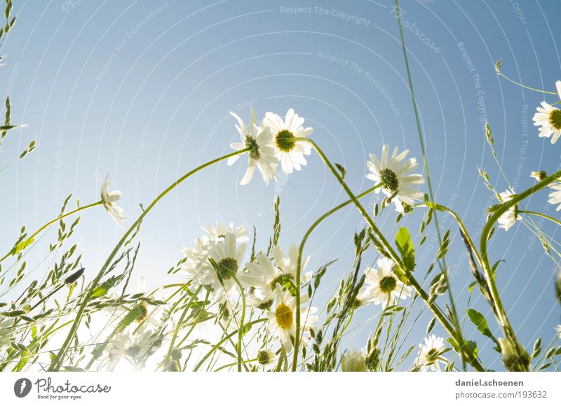 bit.it - Colours Nature Plant Cloudless sky Sun Sunrise Sunset Sunlight Spring Summer Weather Beautiful weather Blossom Meadow Bright Blue White Marguerite
