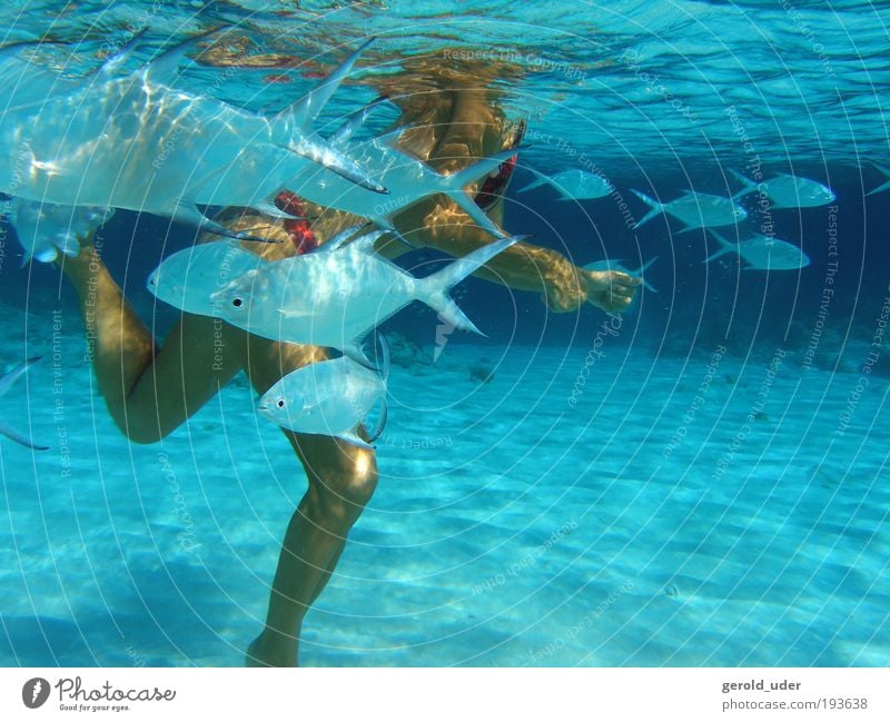 Woman with tropical fishes Well-being Contentment Swimming & Bathing Vacation & Travel Summer vacation Ocean Aquatics Feminine Adults Legs 1 Human being Animal