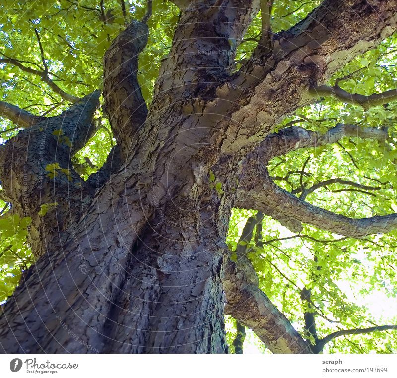 Oiolaire Growth Leaf Leaf canopy Nature Network Interlaced Peaceful Plant Verdant Forest Wood Robinia Tree trunk Delicate Treetop Branch Branchage Tree bark
