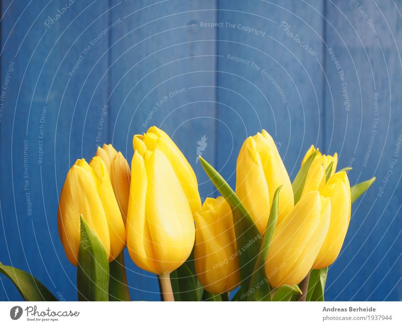 Yellow tulips before blue Nature Plant Tulip Bouquet Love Jump easter Background picture beautiful blossom celebration copy copyspace decoration flower green