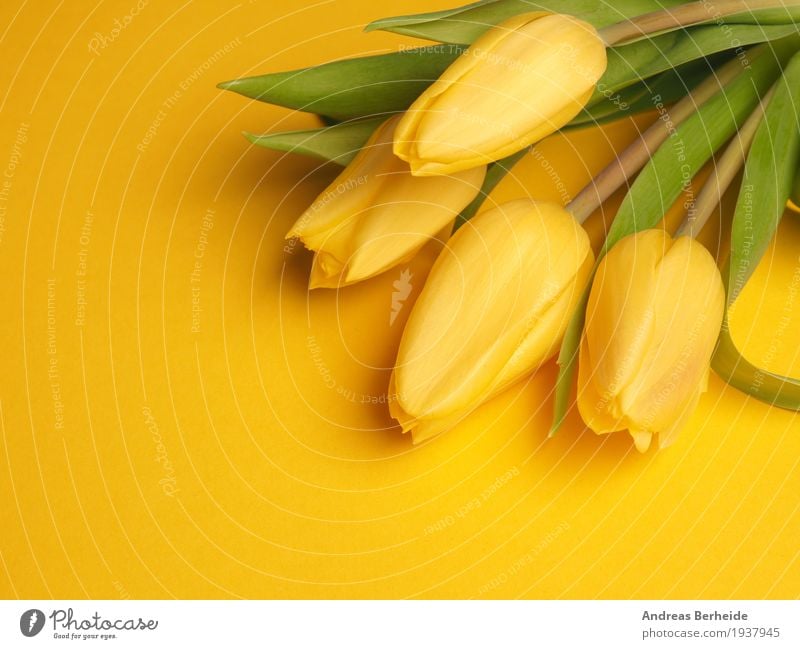 Four yellow tuples Nature Plant Spring Flower Tulip Bouquet Love Fragrance Beautiful Yellow easter Background picture blossom celebration copy copyspace