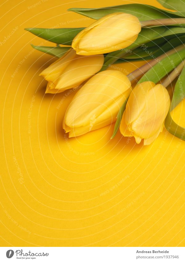 Yellow tulips on yellow Fragrance Nature Plant Spring Flower Tulip Bouquet Love Beautiful easter Background picture blossom celebration copy copyspace