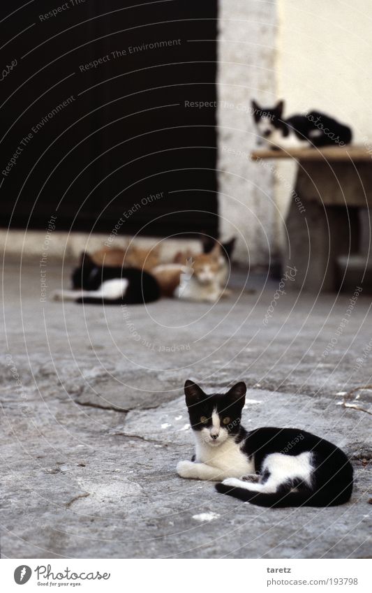 curious cat Pet Cat Cuddly Cute Cliche Town Gray Red Black Southern street cats Watchfulness Group of animals Sleep Backyard Small Expectation taretz