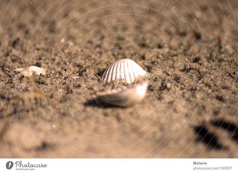 Alone in the sand Nature Sand Water Beautiful weather Beach Mussel Dream Wet Natural Brown White Moody Calm Purity Longing Contentment Discover Relaxation
