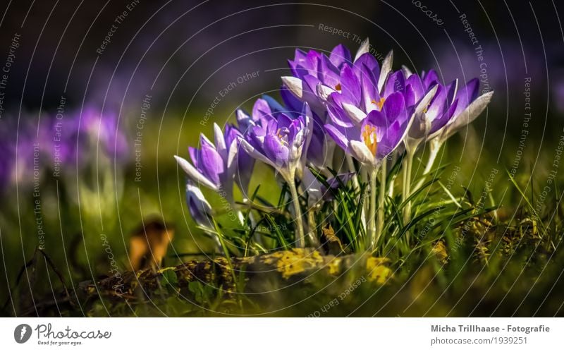 Crocuses in the sunshine Environment Nature Landscape Plant Earth Sun Sunlight Spring Weather Beautiful weather Flower Meadow Blossoming Fragrance Illuminate