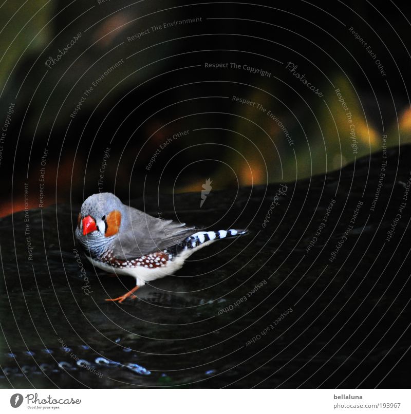 Finch Finch Environment Nature River bank Animal Wild animal Bird Wing Zoo 1 Speed Zebra Finch Feather Colour photo Multicoloured Exterior shot Close-up Morning
