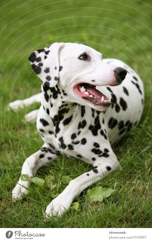 Dalmatian in the green 2 Nature Summer Garden Park Meadow Animal Pet Dog Animal face 1 Lie Looking Friendliness Beautiful Green Pink Black White Contentment